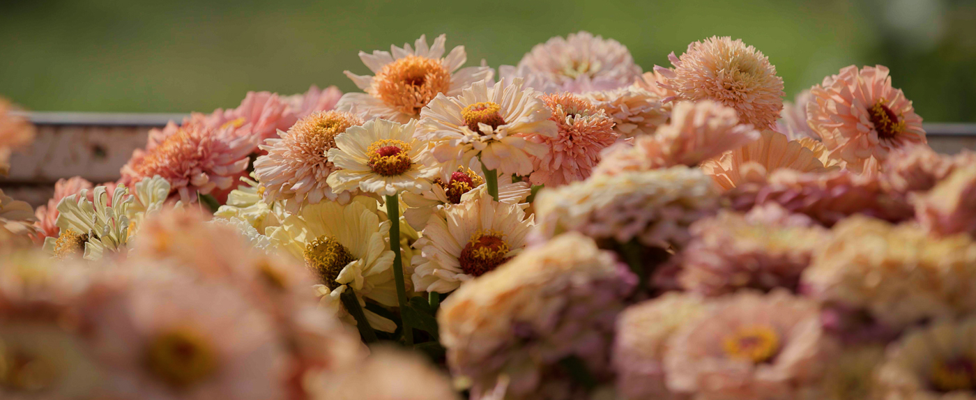 The Floret Farm Journal: July 2025