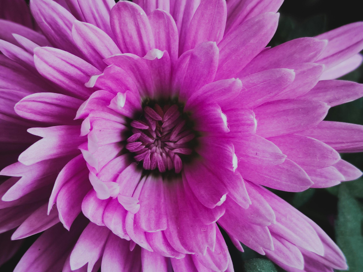 Uncover Big Beautiful Flowers That Wow With Size & Beauty